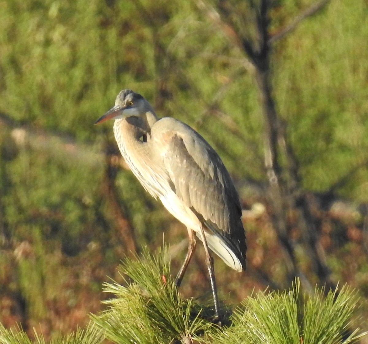 Great Blue Heron - ML616305978