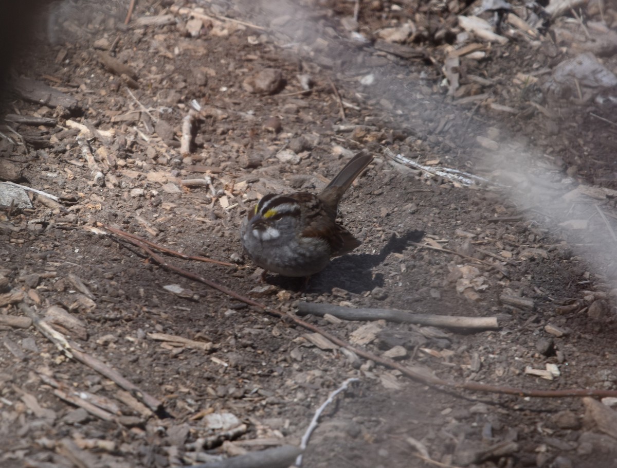 White-throated Sparrow - Steven C