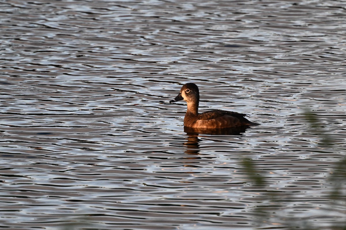Ring-necked Duck - ML616306051