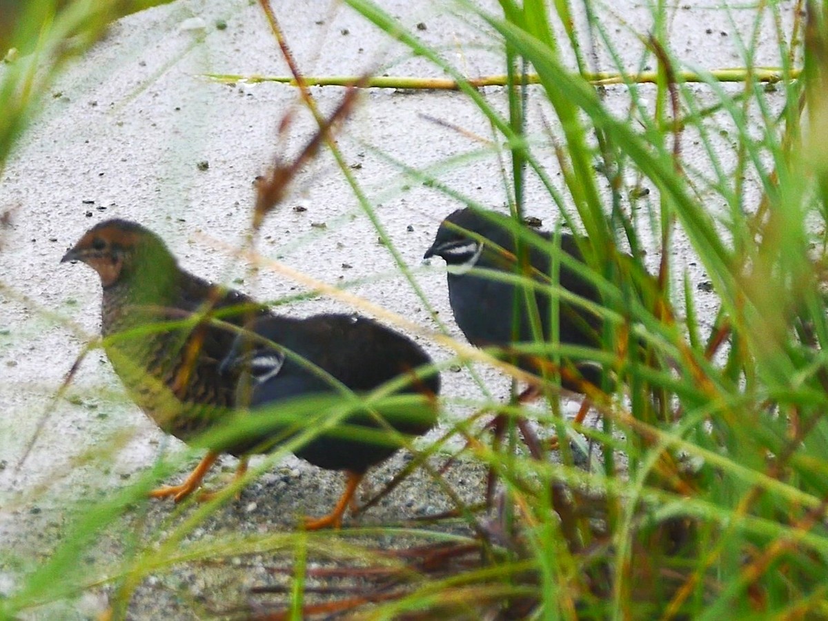 Blue-breasted Quail - ML616306054