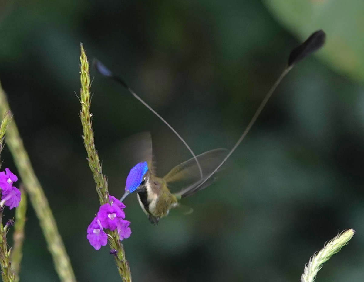 kolibřík podivuhodný - ML616306067