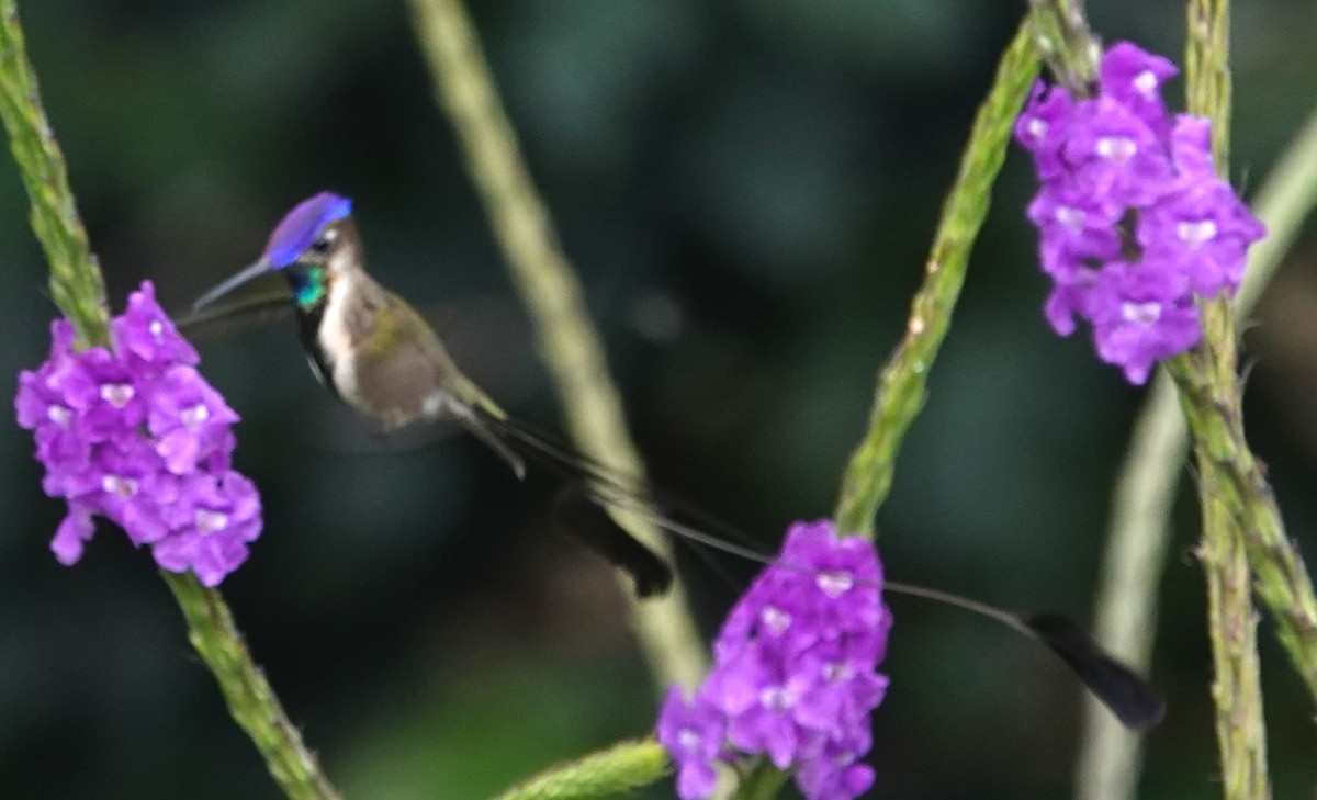kolibřík podivuhodný - ML616306081