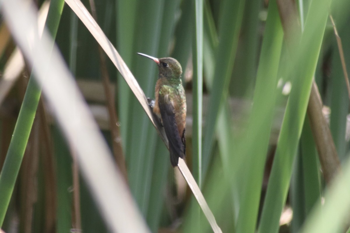 Amazilia Hummingbird - ML616306087