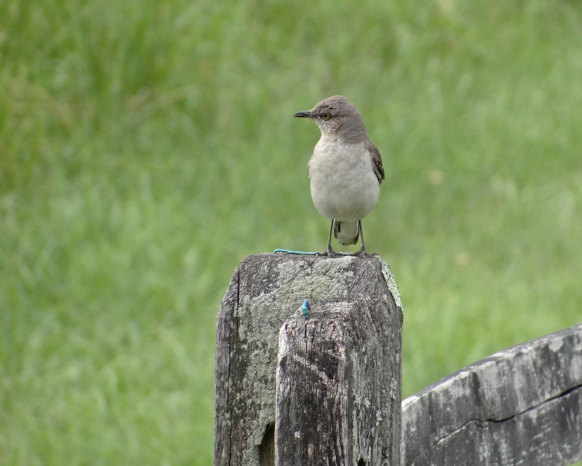 Northern Mockingbird - Aubrey Merrill