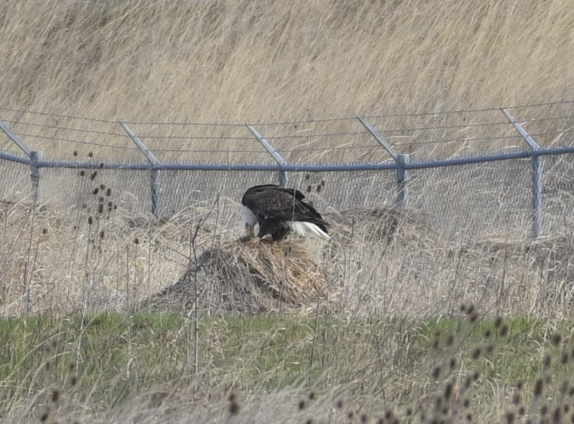 Bald Eagle - ML616306103