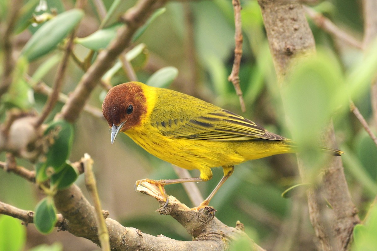 Yellow Warbler (Mangrove) - ML616306110