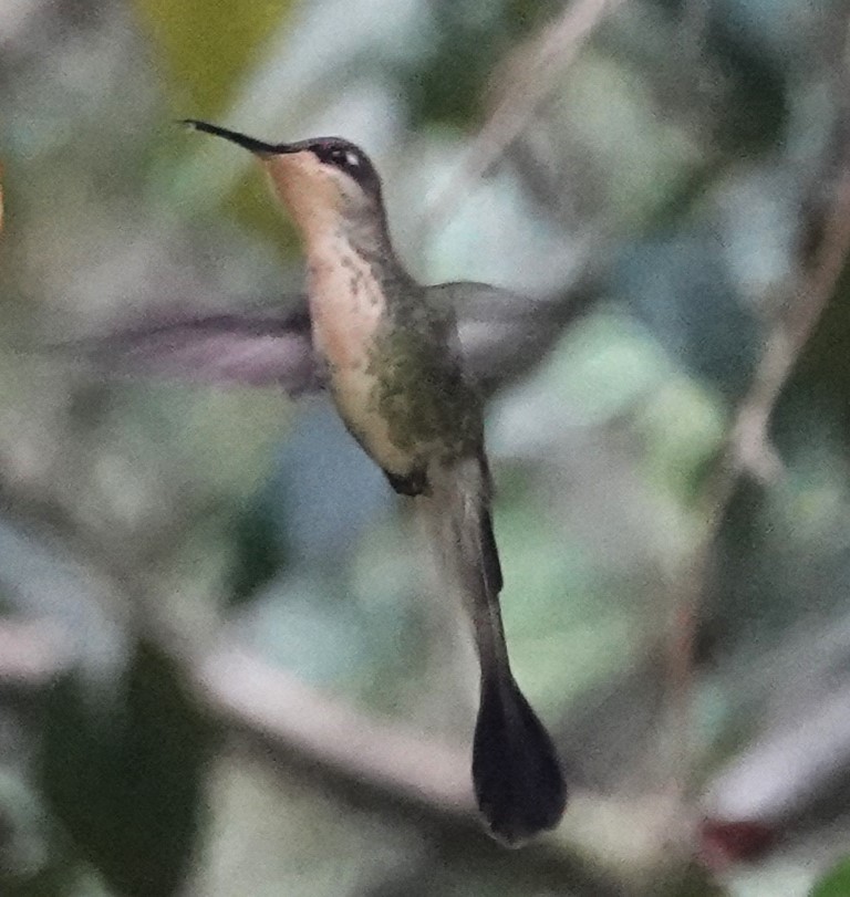 kolibřík podivuhodný - ML616306119