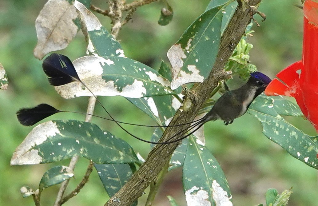 kolibřík podivuhodný - ML616306120