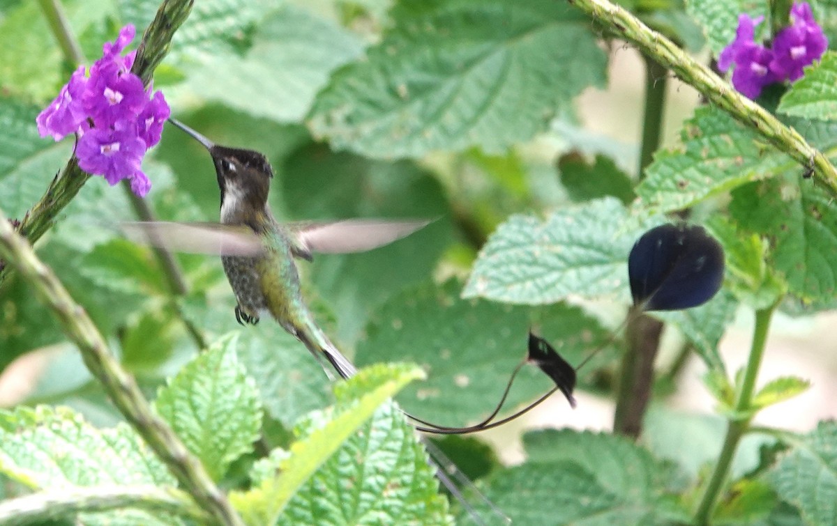 kolibřík podivuhodný - ML616306121