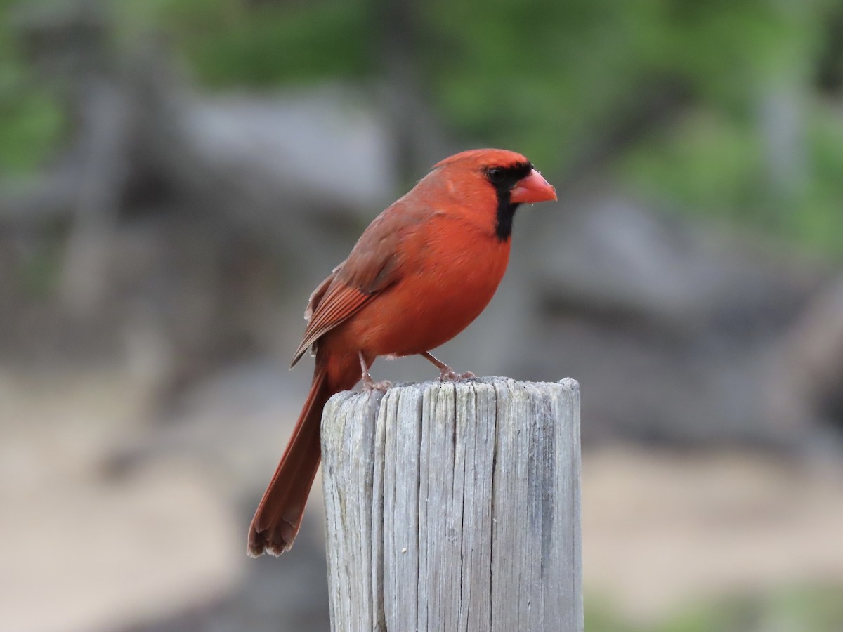 Cardinal rouge - ML616306147