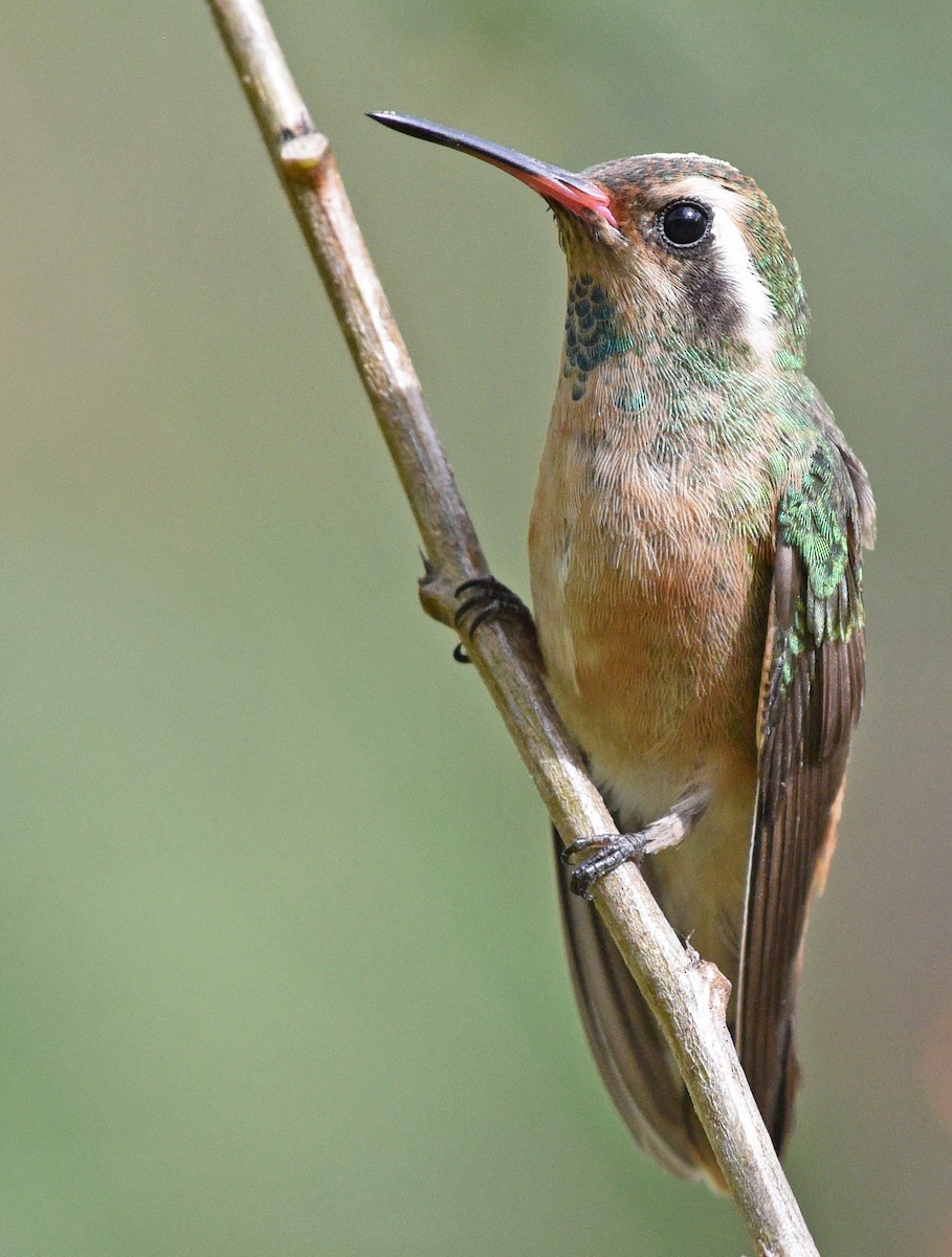 kolibřík pruholící - ML616306171