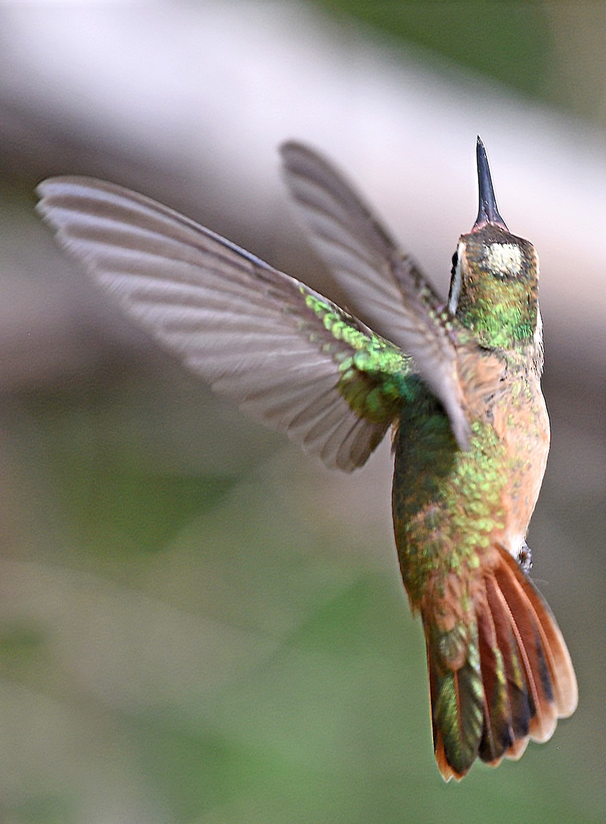 kolibřík pruholící - ML616306172