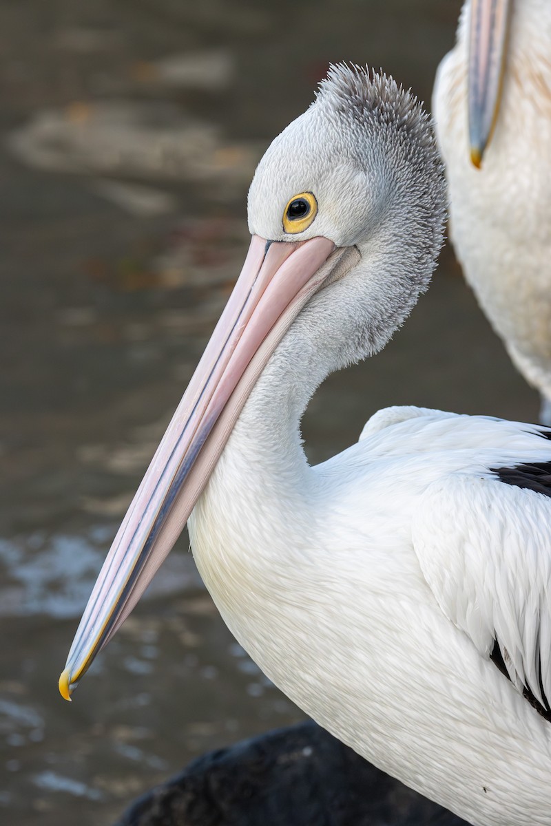pelikán australský - ML616306173