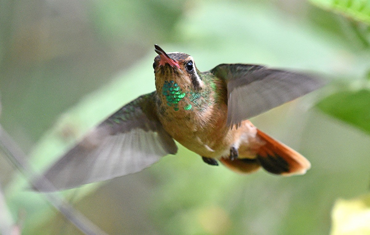 kolibřík pruholící - ML616306174