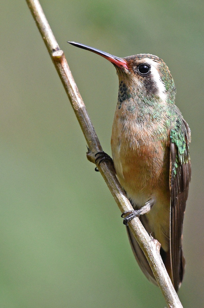 kolibřík pruholící - ML616306176