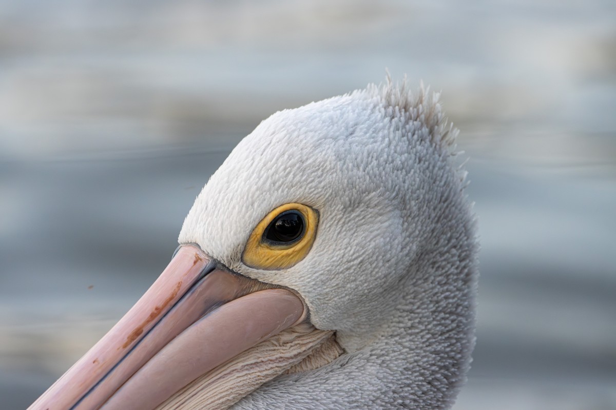 Австралийский пеликан - ML616306177