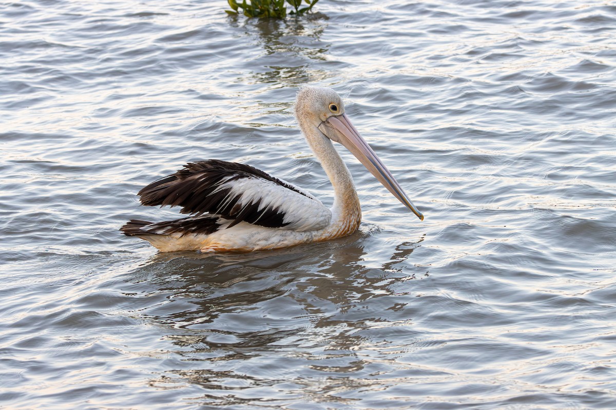 pelikán australský - ML616306178