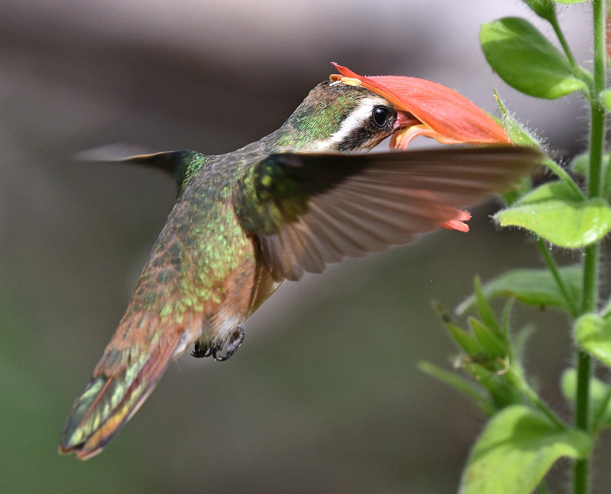 kolibřík pruholící - ML616306180