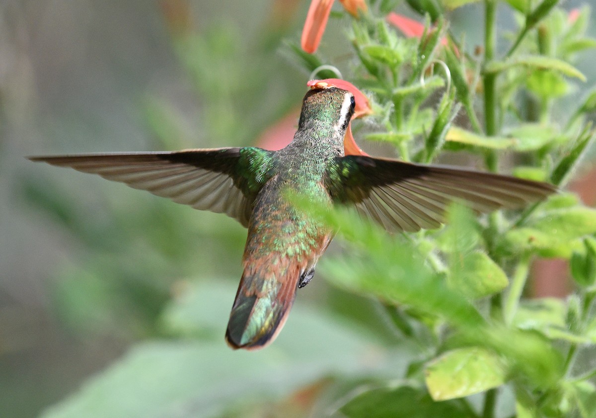kolibřík pruholící - ML616306181