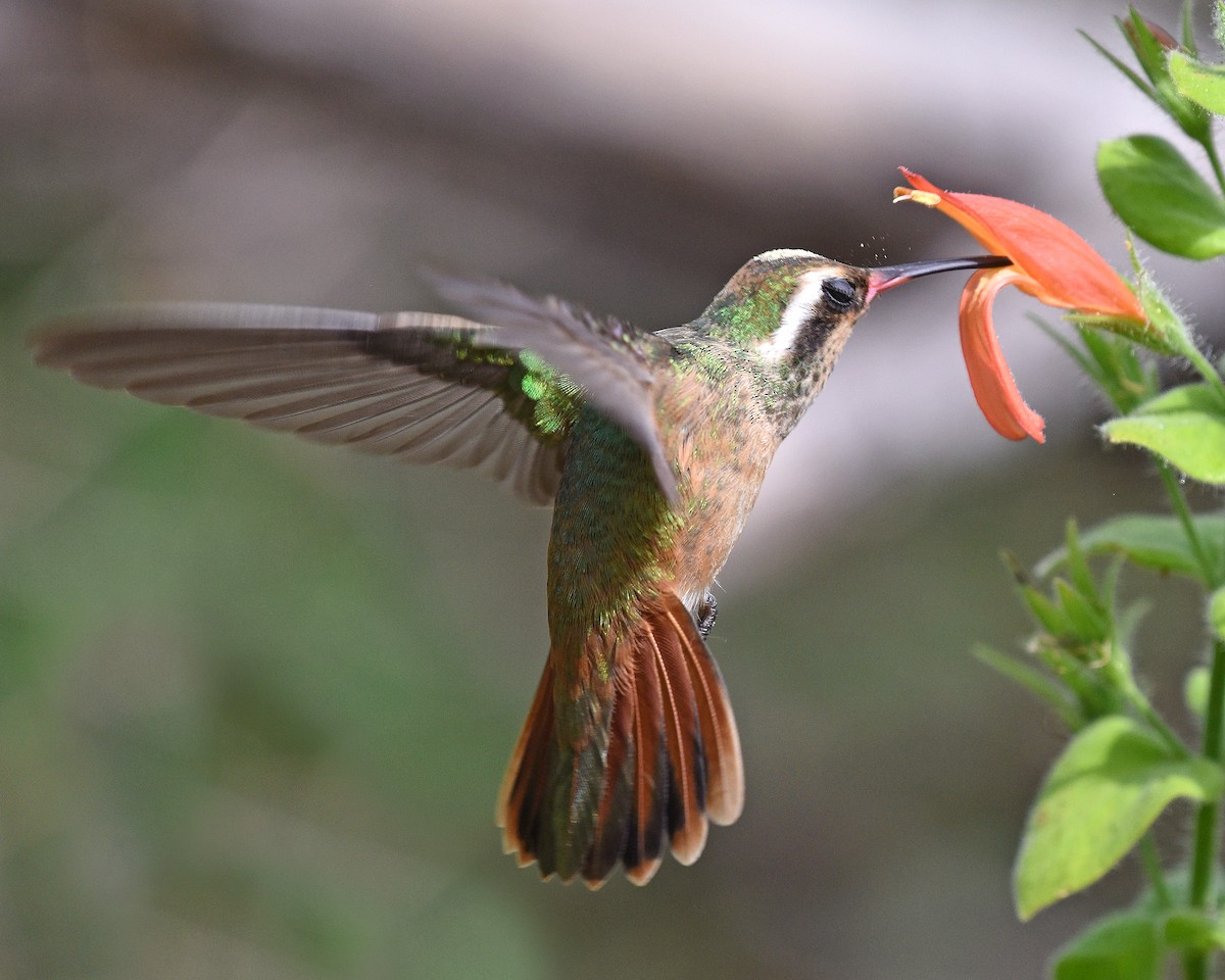kolibřík pruholící - ML616306182
