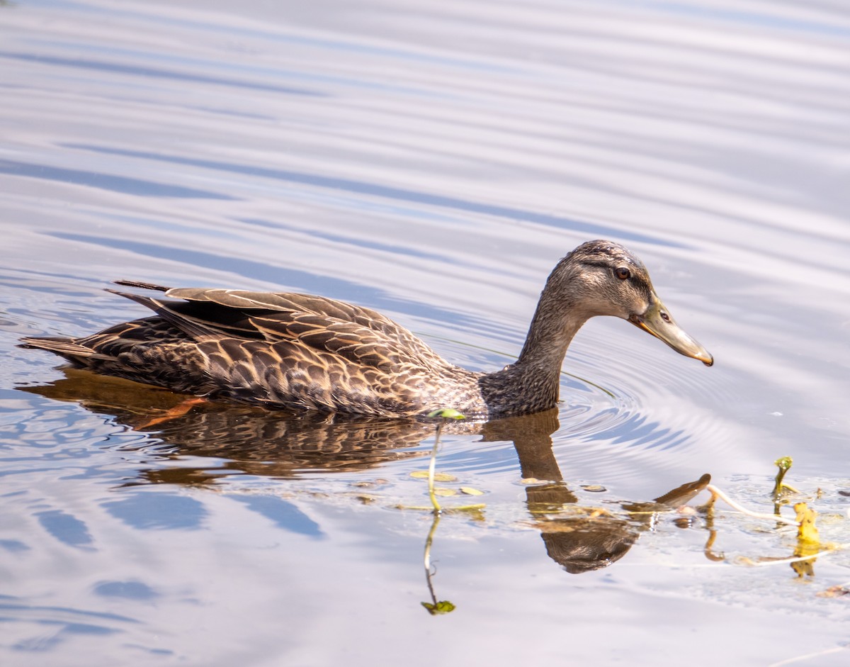 Mottled Duck - ML616306227