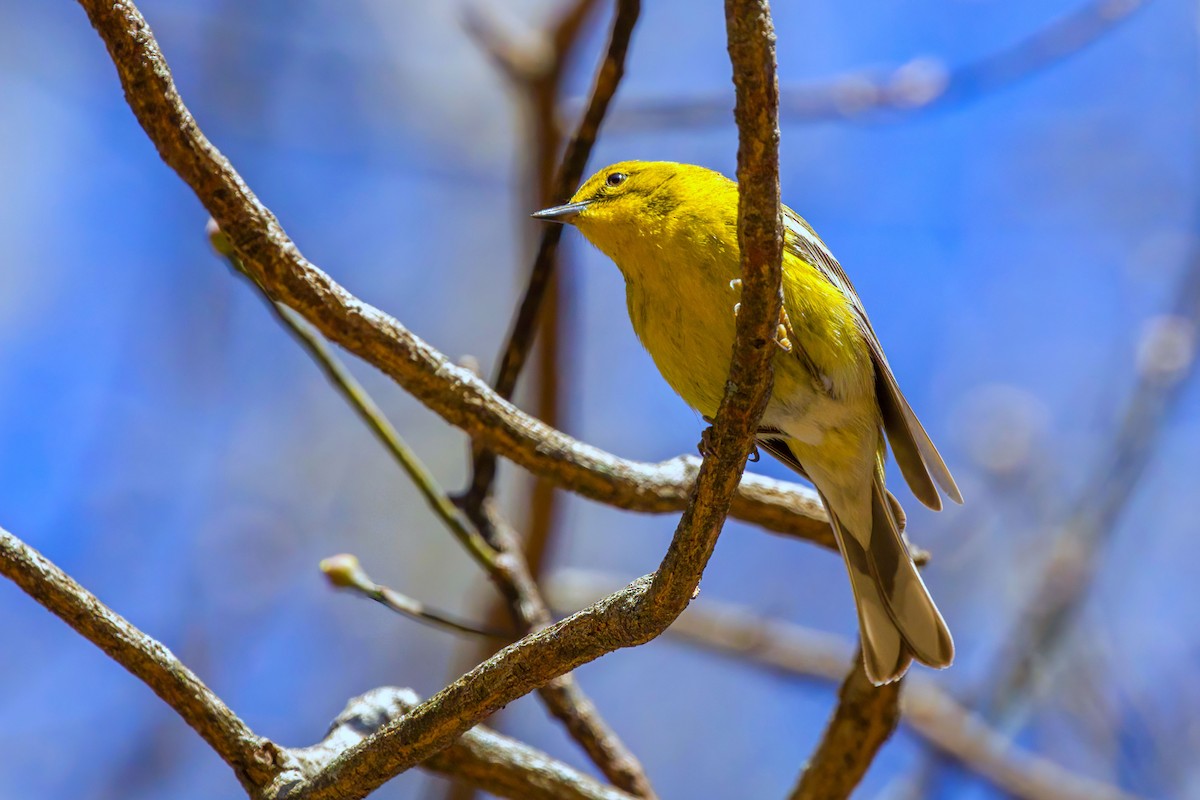 Pine Warbler - ML616306256