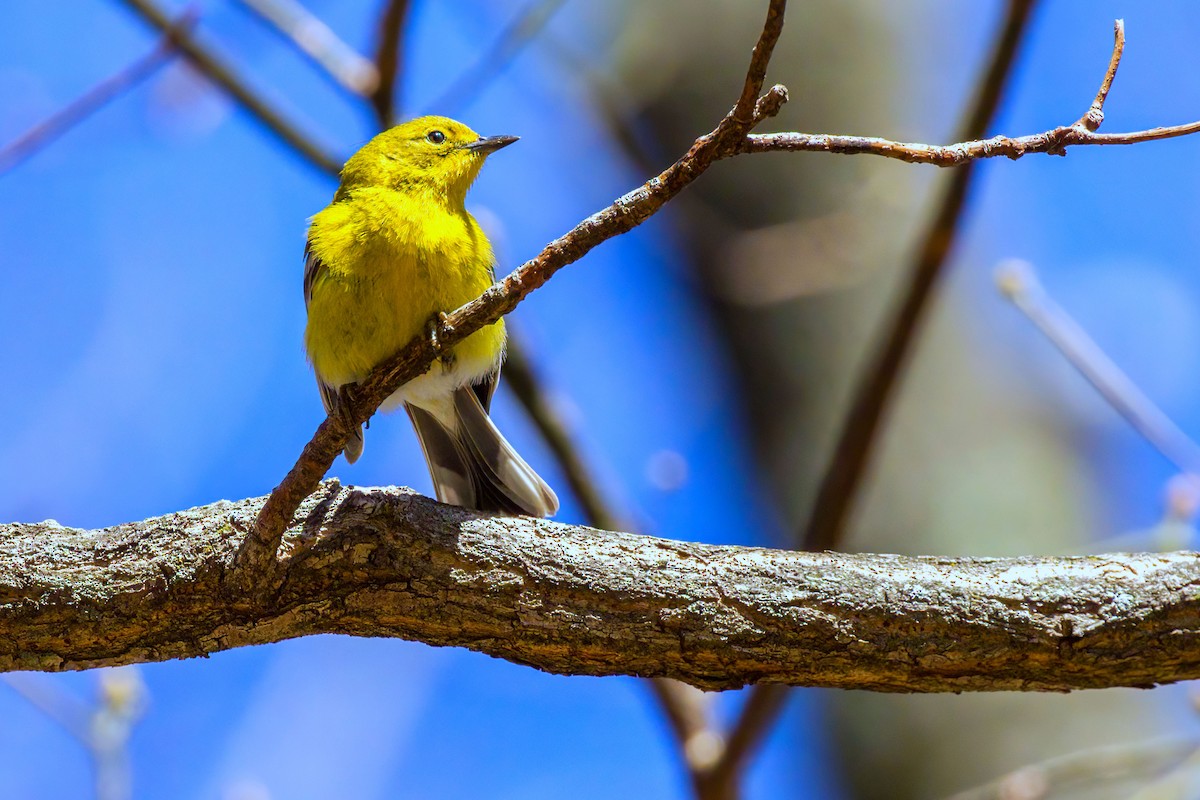 Pine Warbler - ML616306257