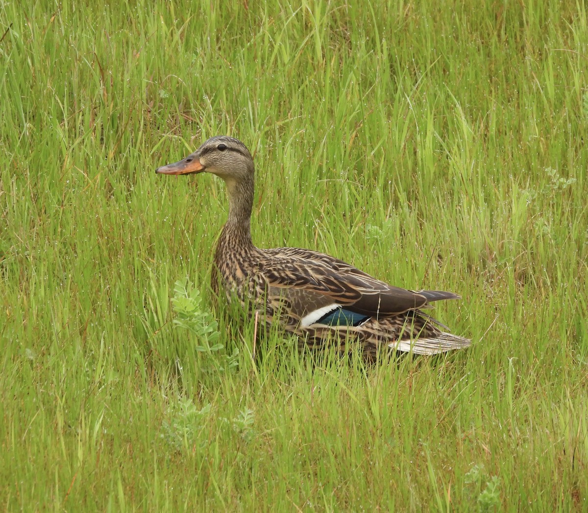 Mallard - Joan Grant