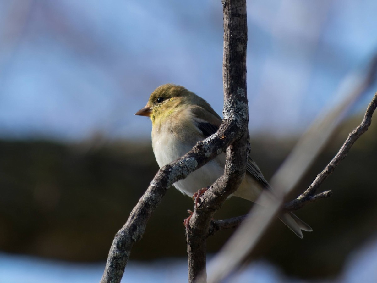 American Goldfinch - ML616306279