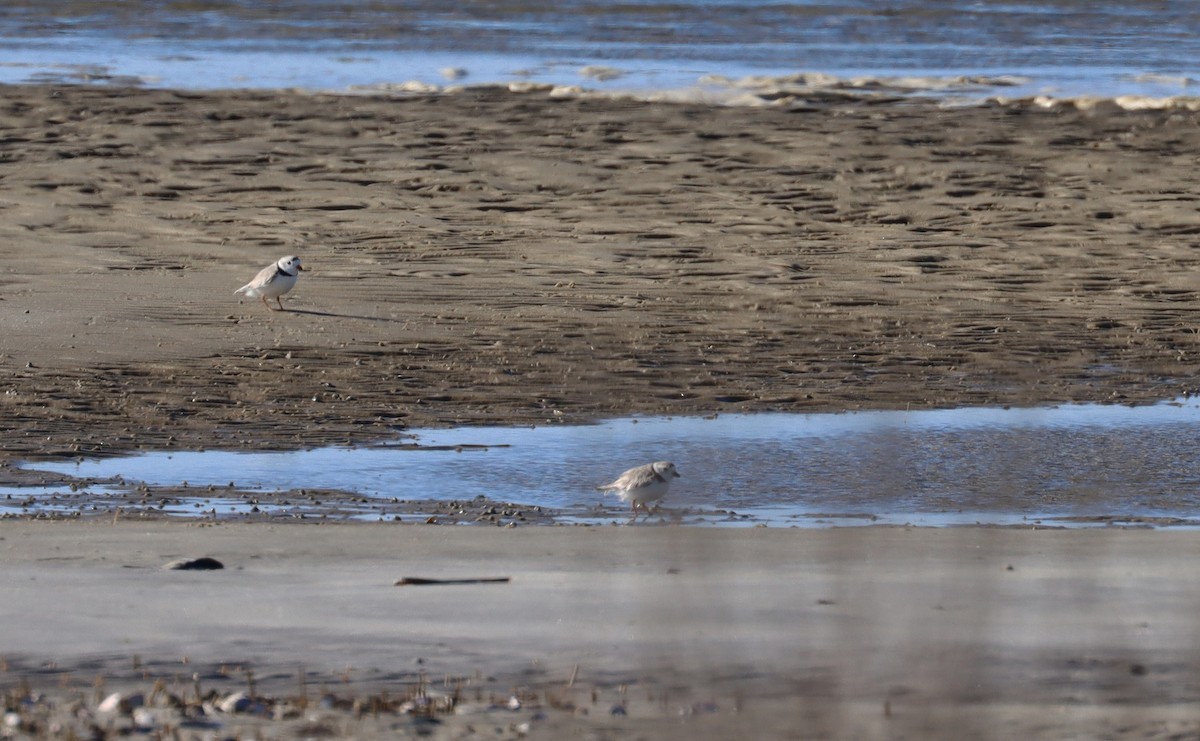 Piping Plover - ML616306283