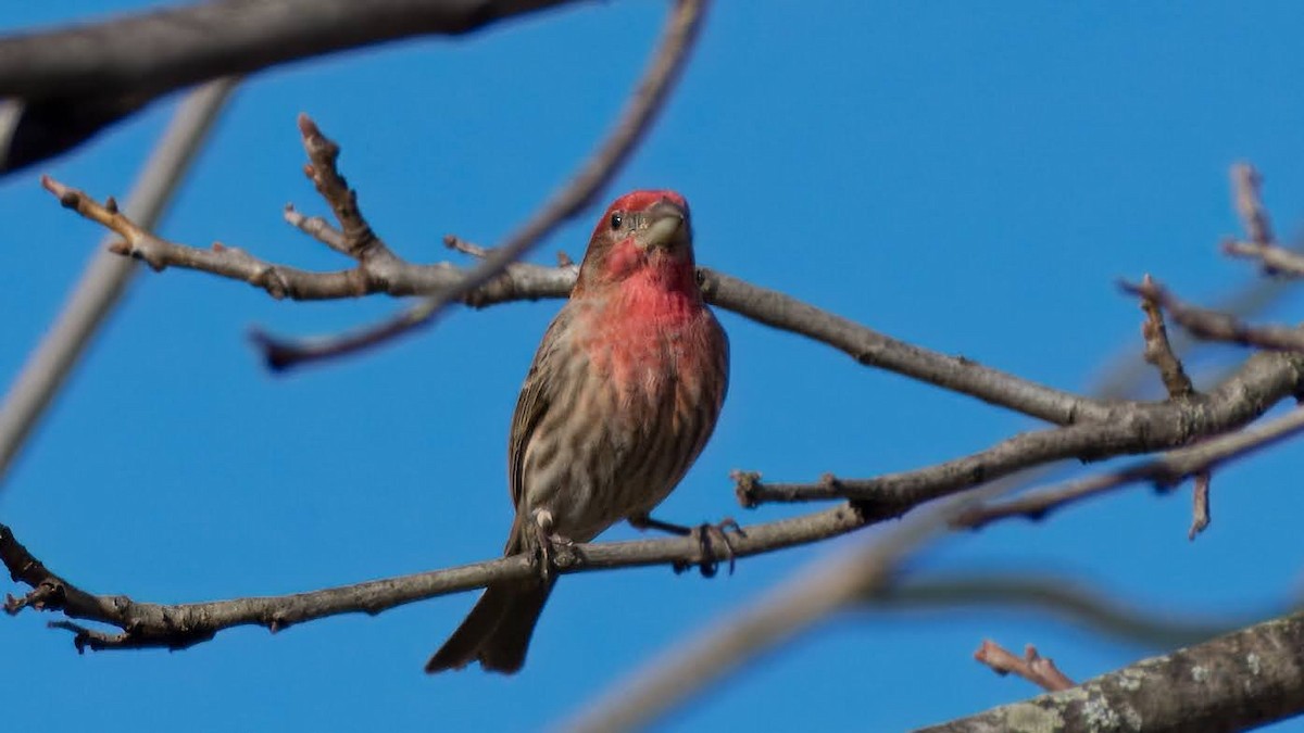 House Finch - ML616306288