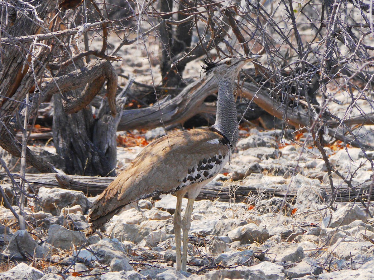 Kori Bustard - ML616306325