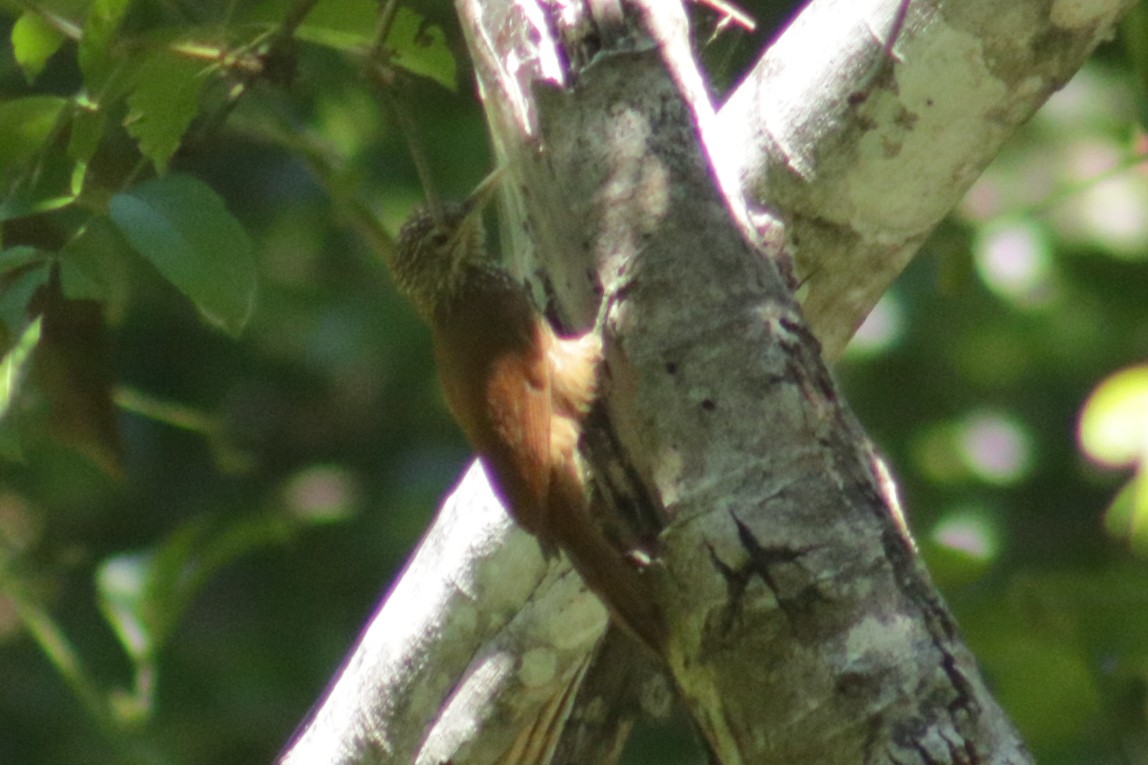 Striped Woodcreeper - ML616306354