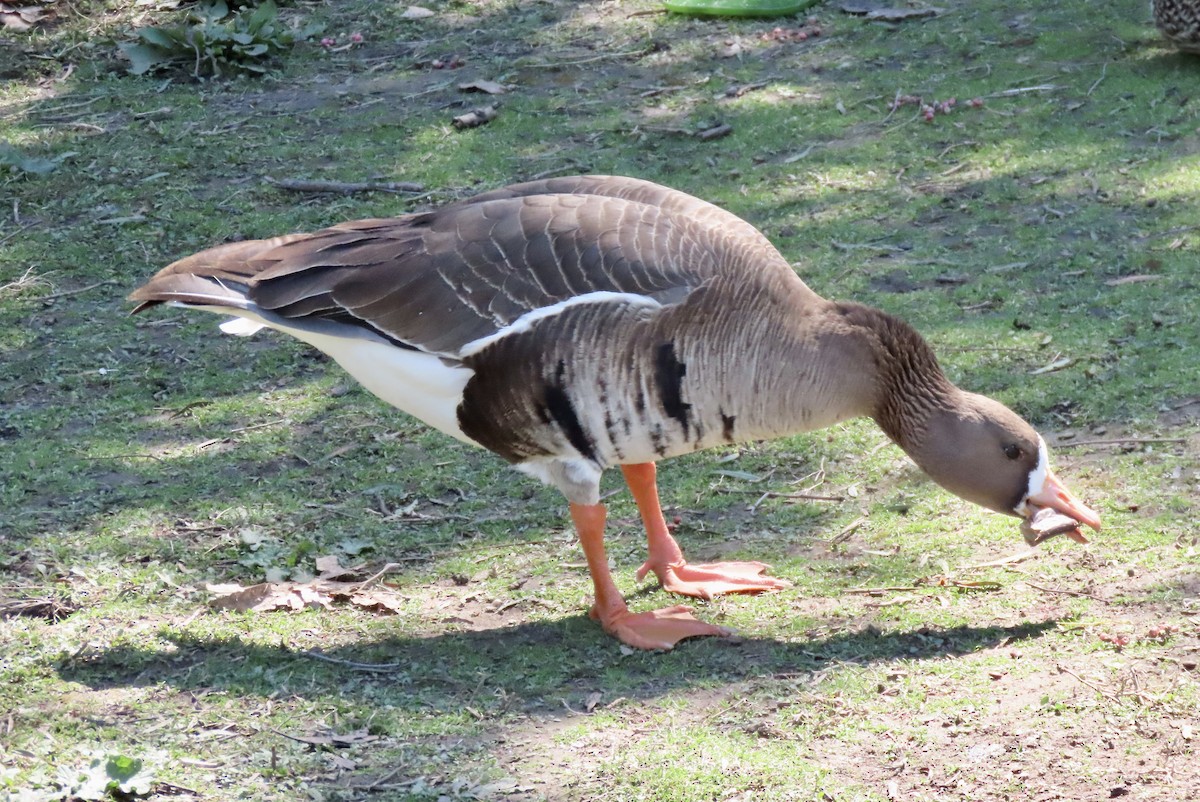 Greater White-fronted Goose - ML616306402