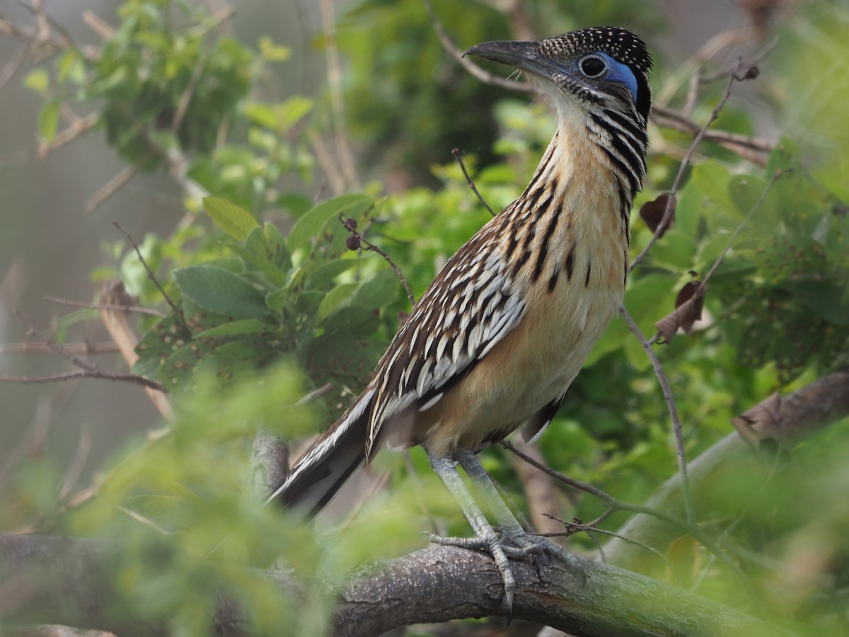 Lesser Roadrunner - ML616306464