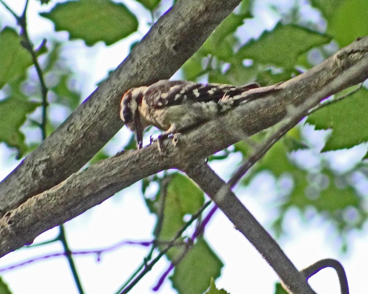 Hairy Woodpecker - ML616306480