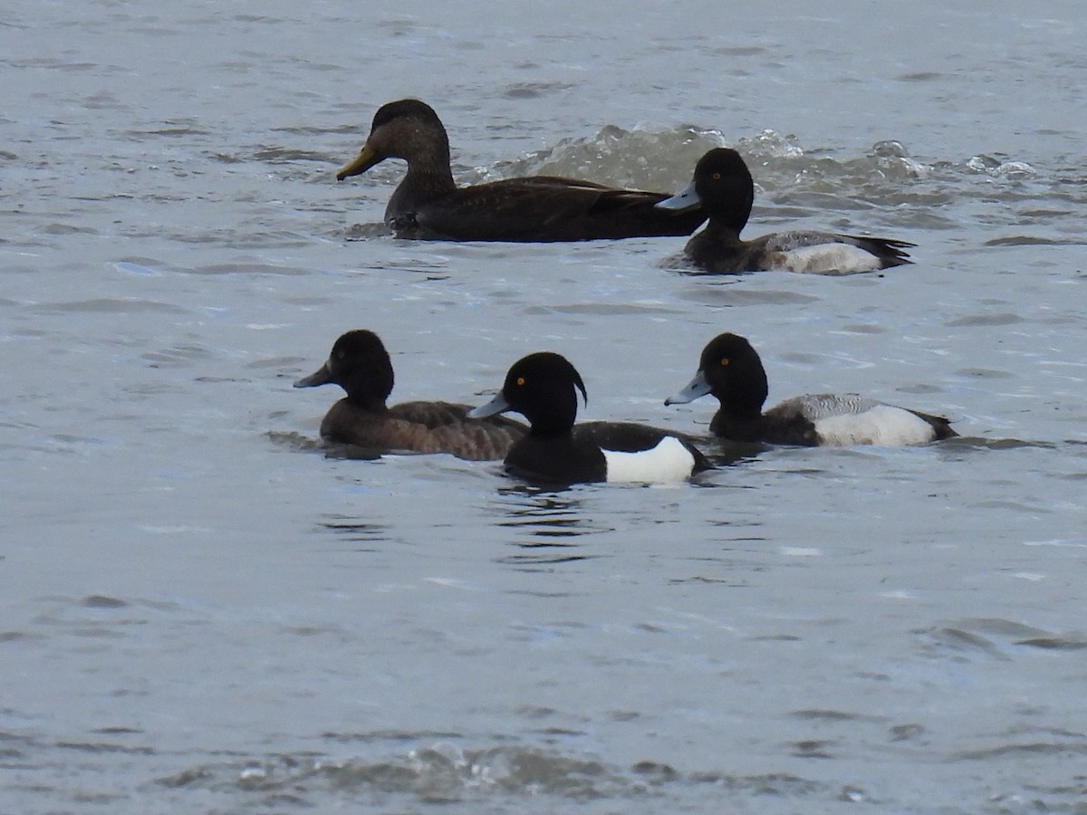 Tufted Duck - ML616306494