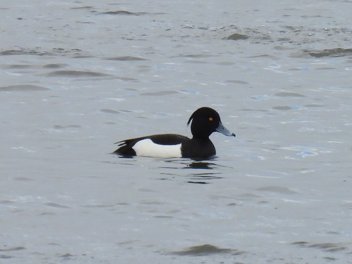 Tufted Duck - ML616306495