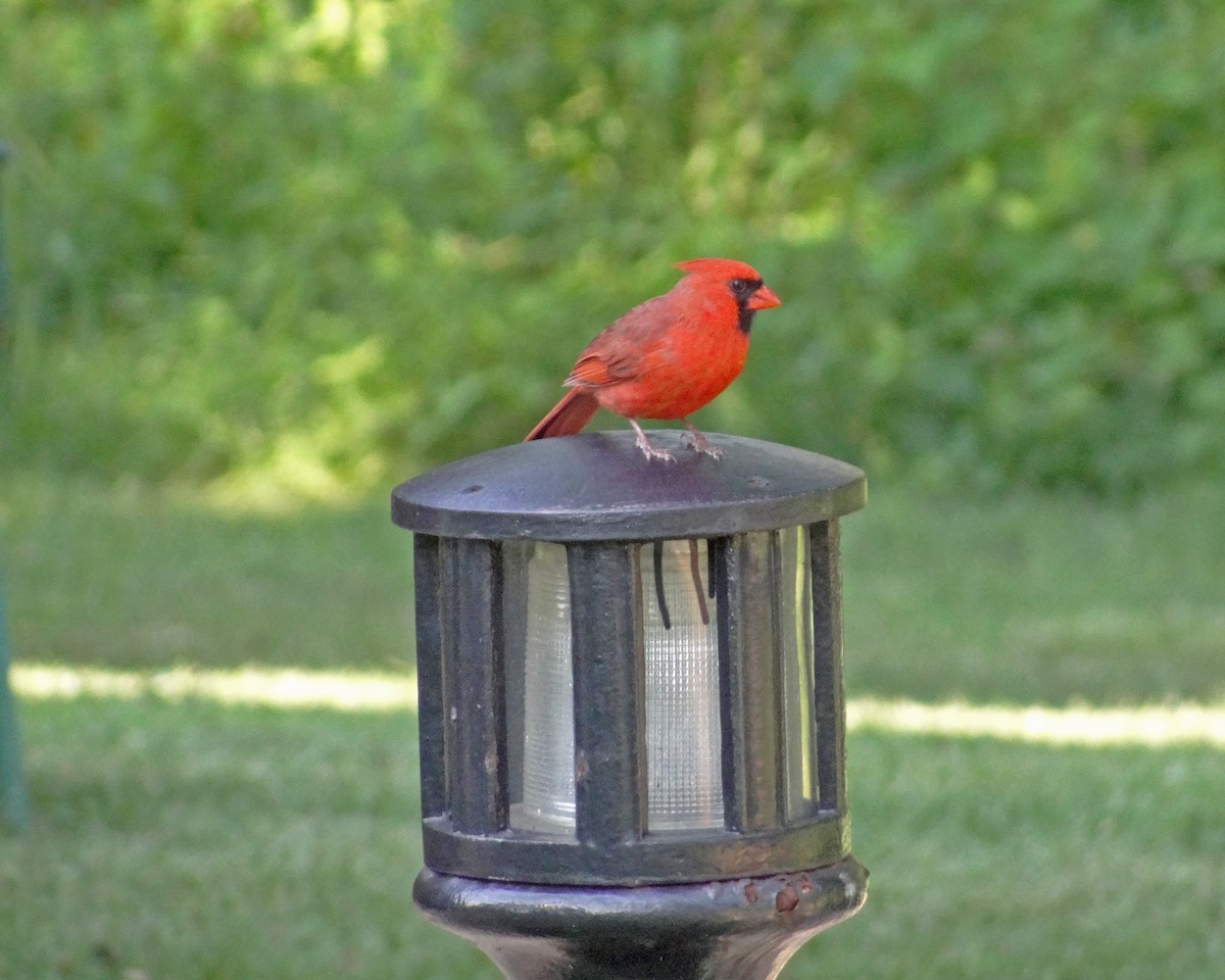 Northern Cardinal - ML616306513