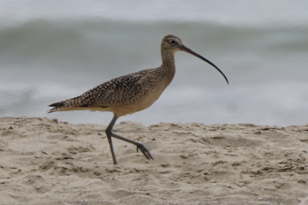 Long-billed Curlew - ML616306537
