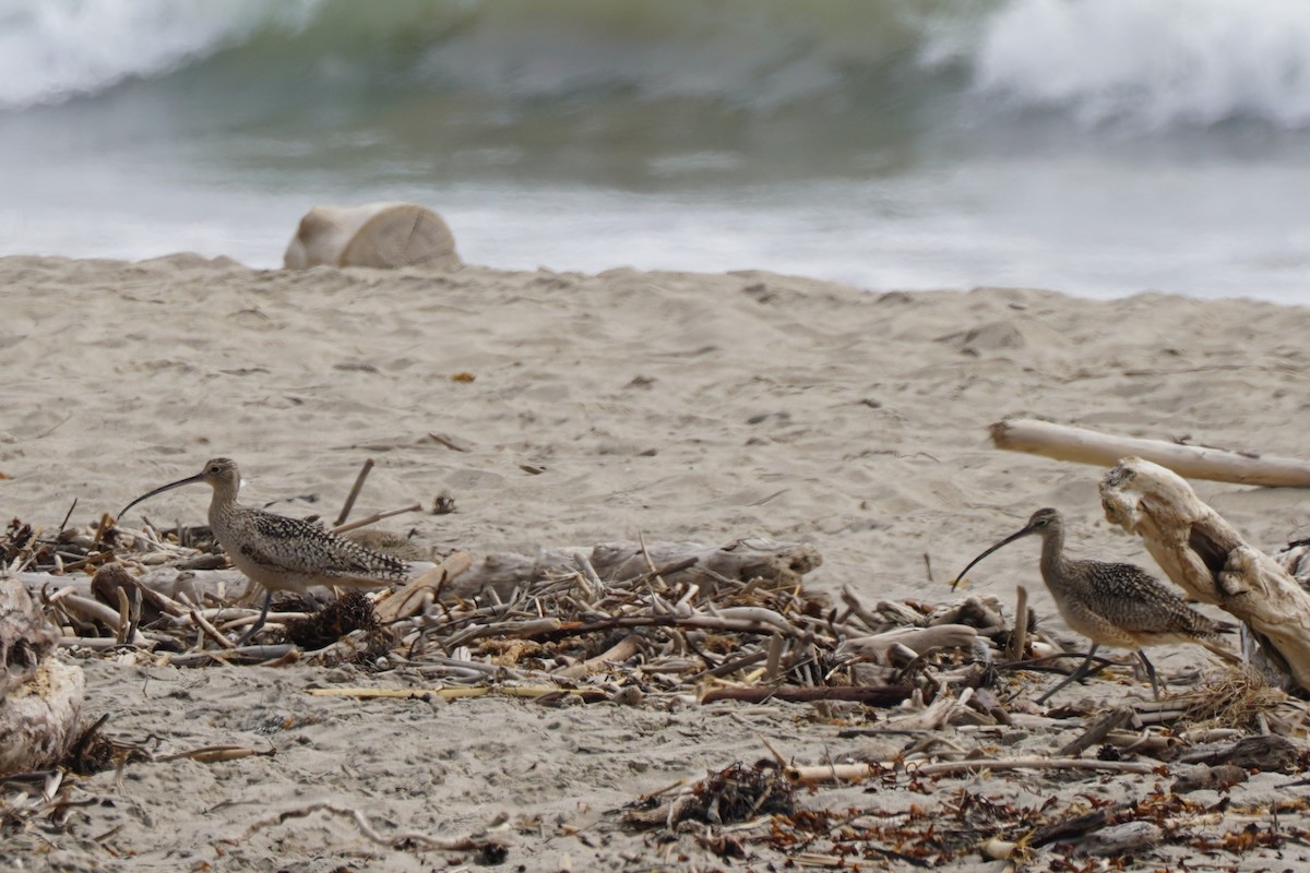 Long-billed Curlew - ML616306544