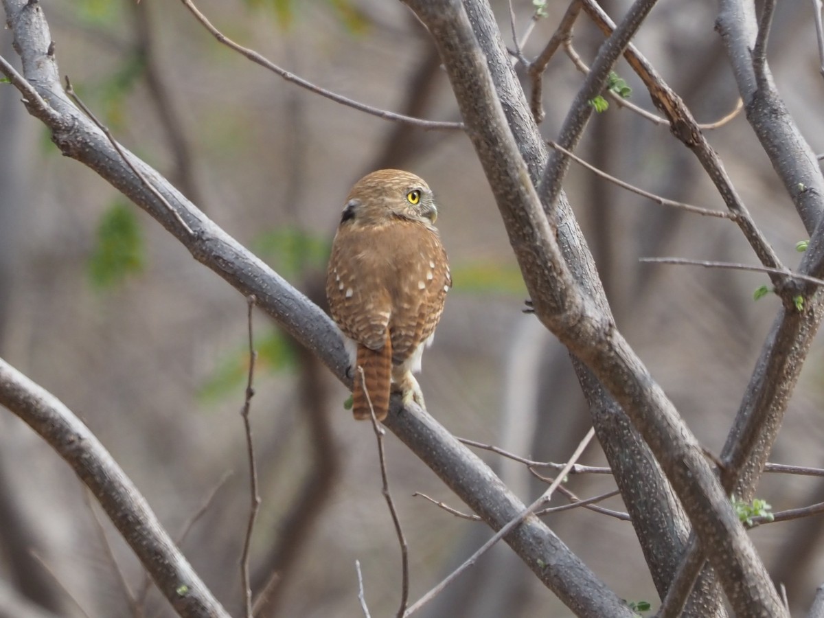 Ferruginous Pygmy-Owl - Richard Kaskan