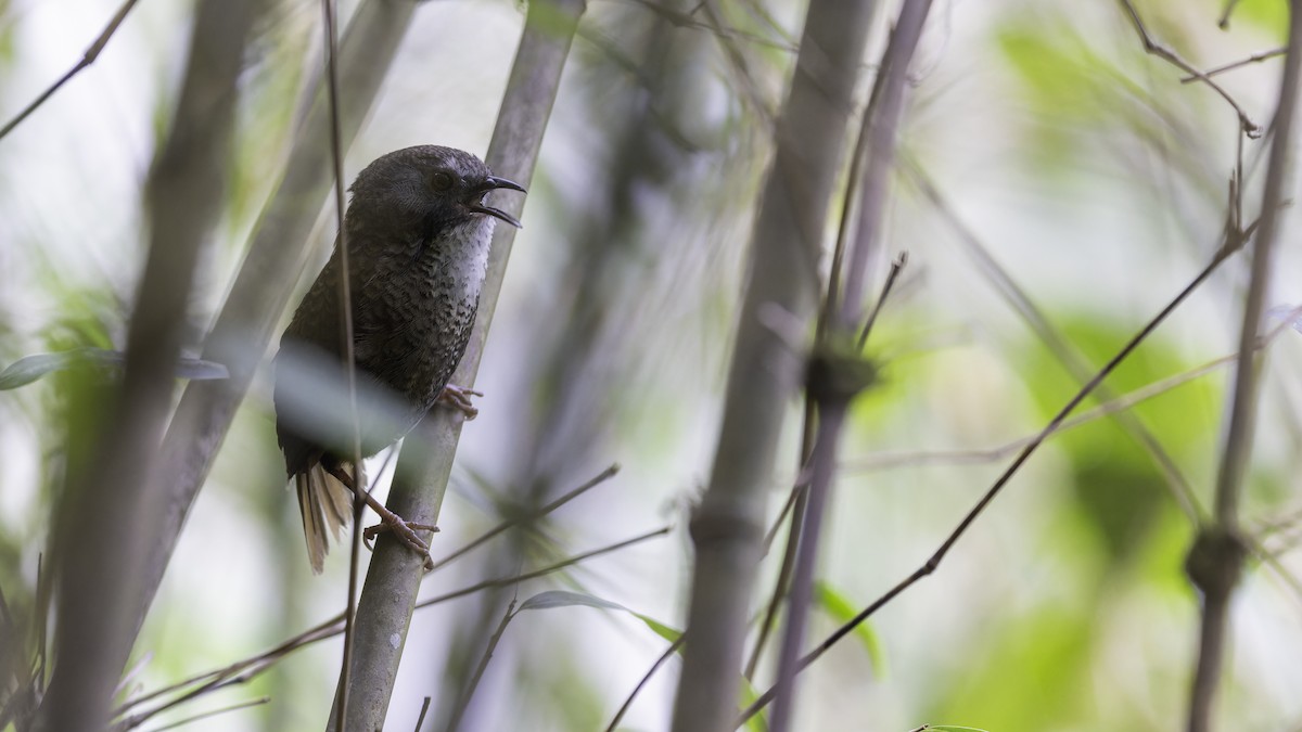 Pale-throated Wren-Babbler - ML616306598