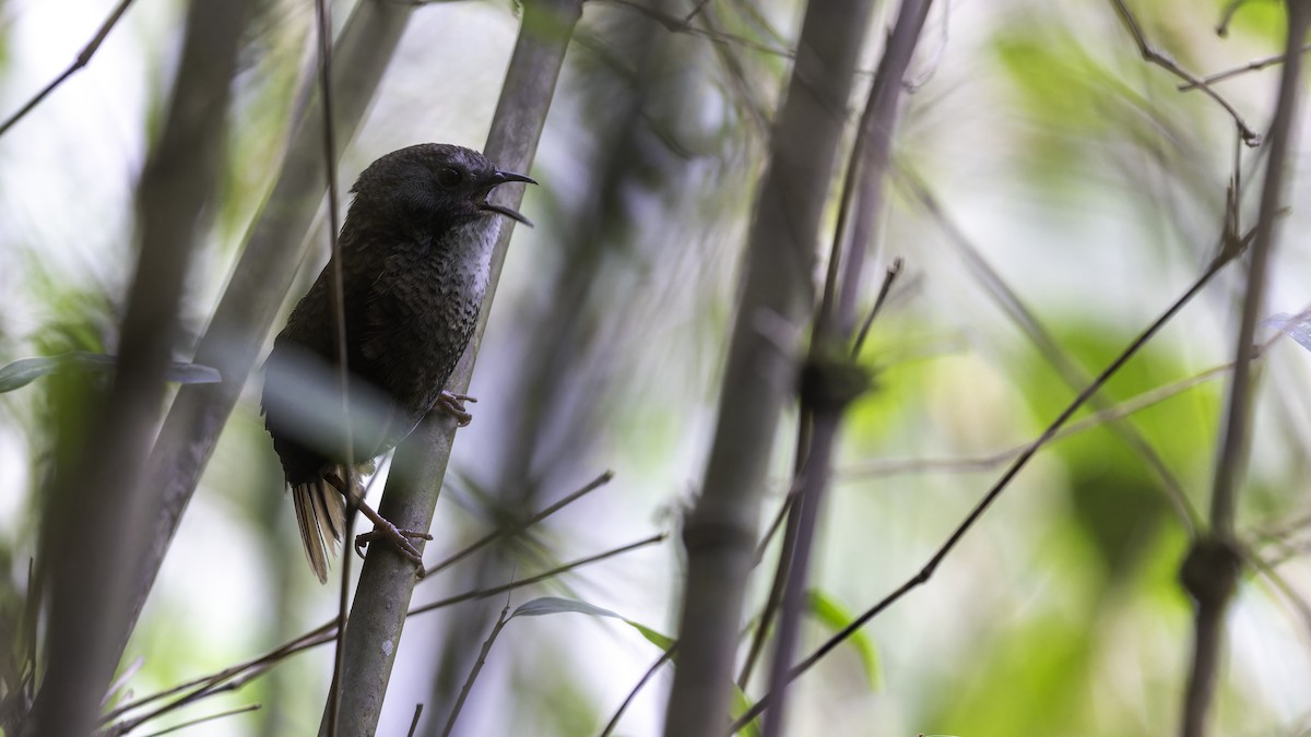 Pale-throated Wren-Babbler - ML616306603