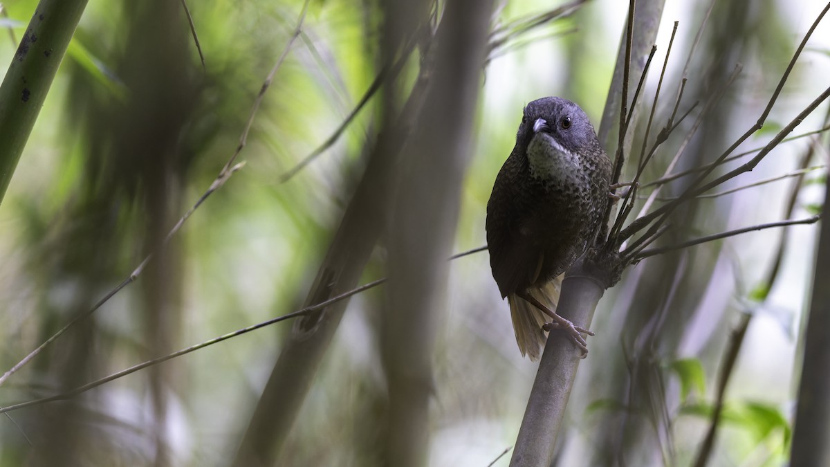 Pale-throated Wren-Babbler - ML616306606