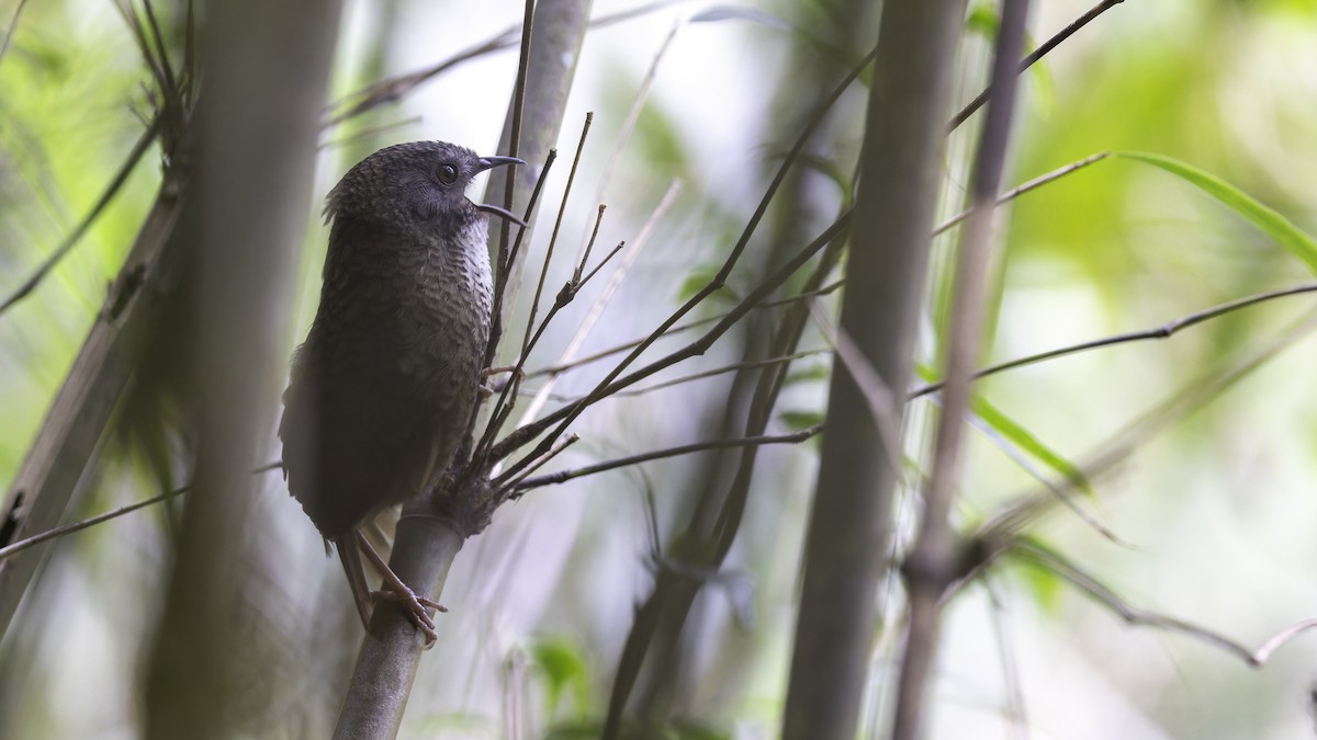 Pale-throated Wren-Babbler - ML616306609