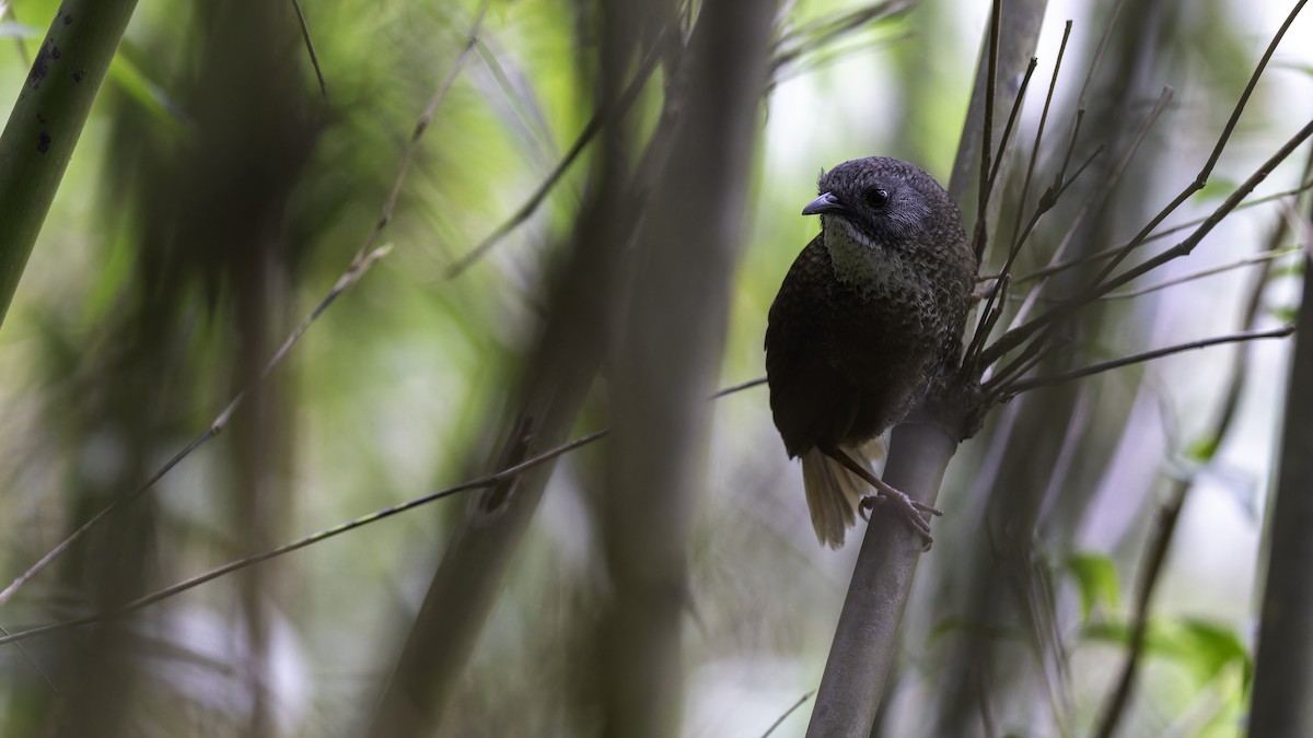 Pale-throated Wren-Babbler - ML616306611