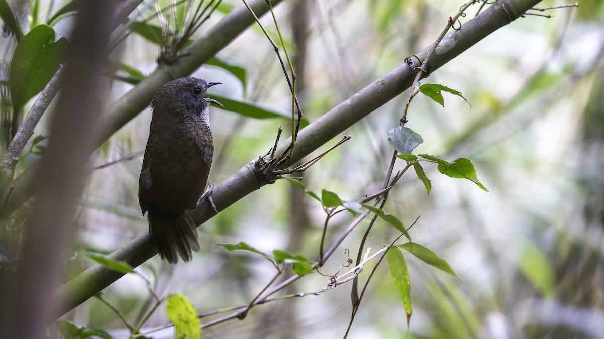 Pale-throated Wren-Babbler - ML616306613