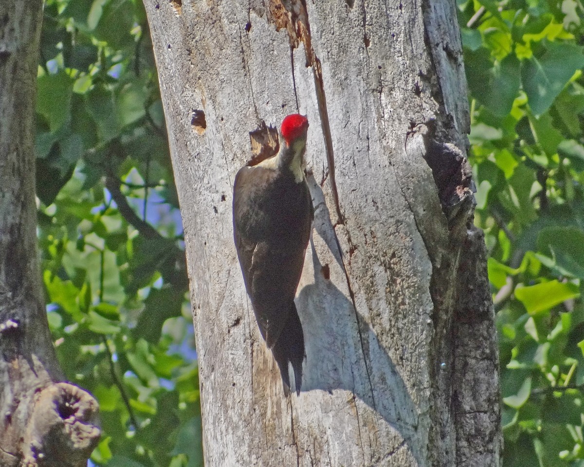 Pileated Woodpecker - ML616306670