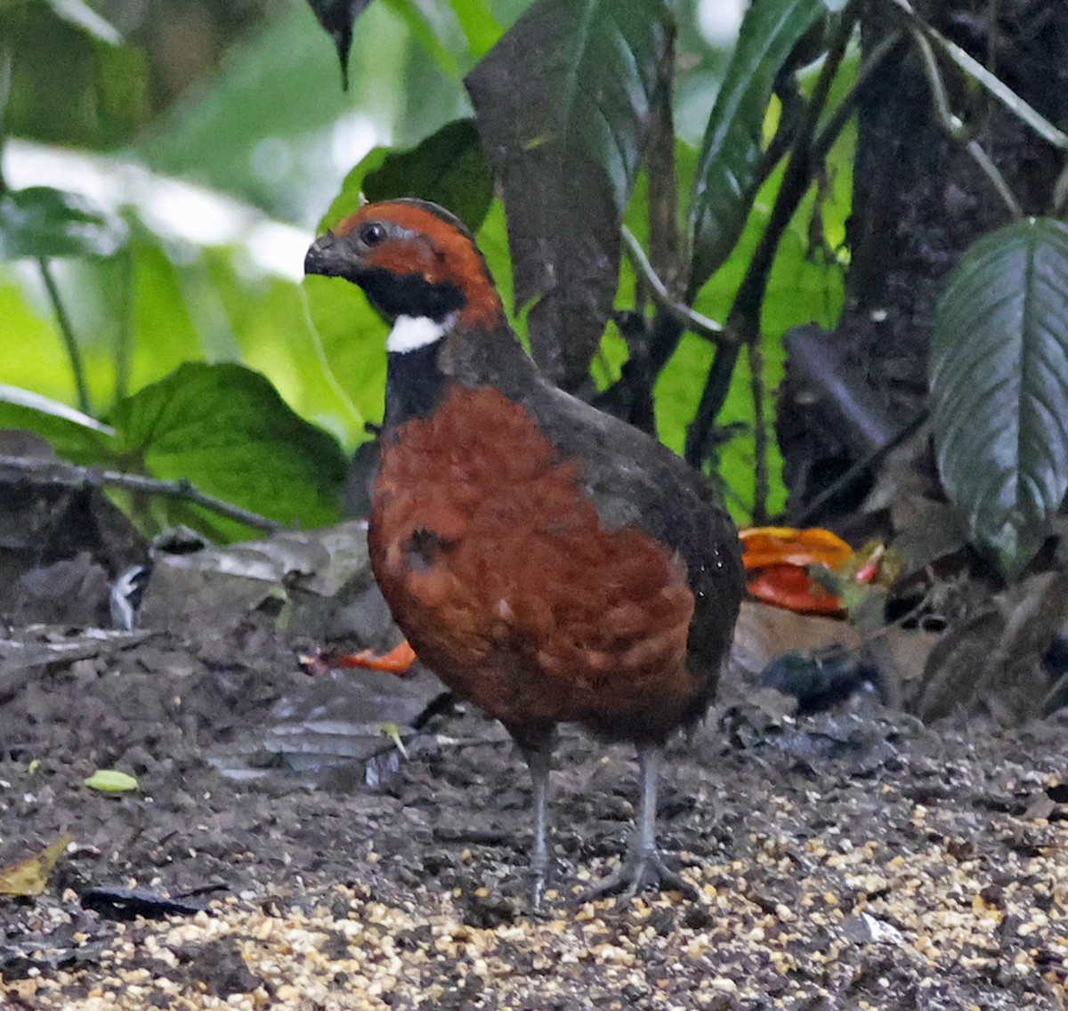 Rufous-fronted Wood-Quail - ML616306676